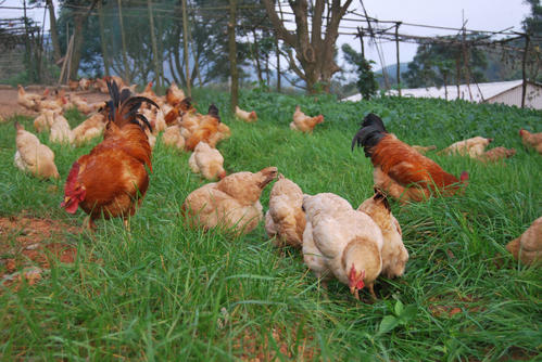 投资少见效快的养殖项目,投资小见效快的养殖好项目赚钱