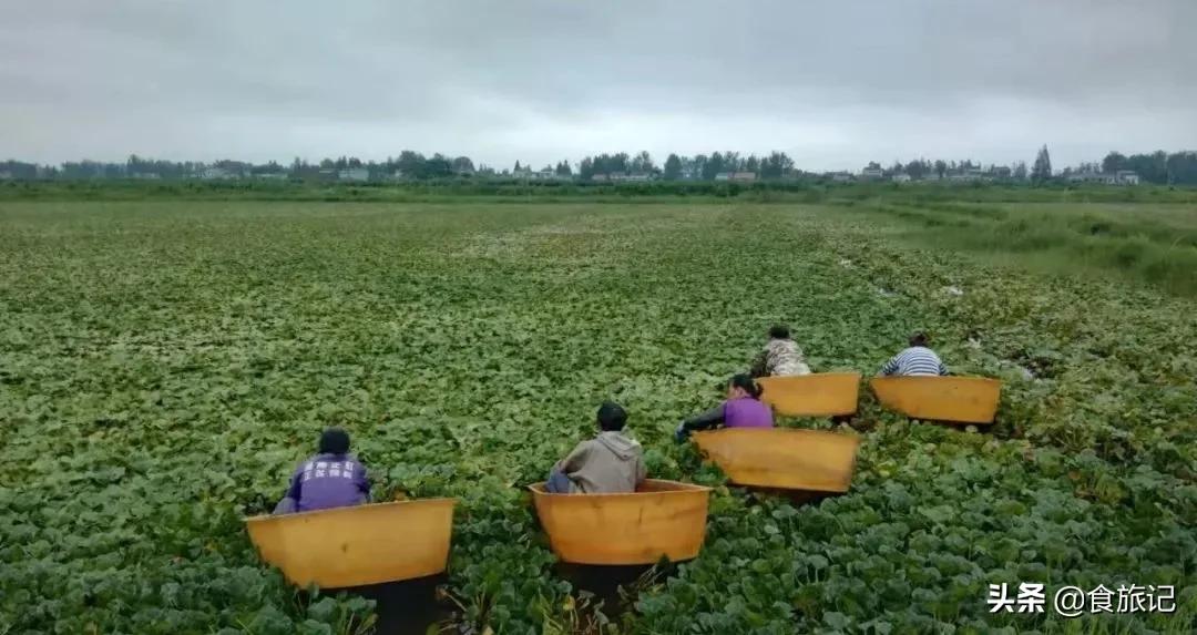 粉糯香甜的洪湖老菱角上市啦,洪湖新鲜鲜嫩菱角4斤