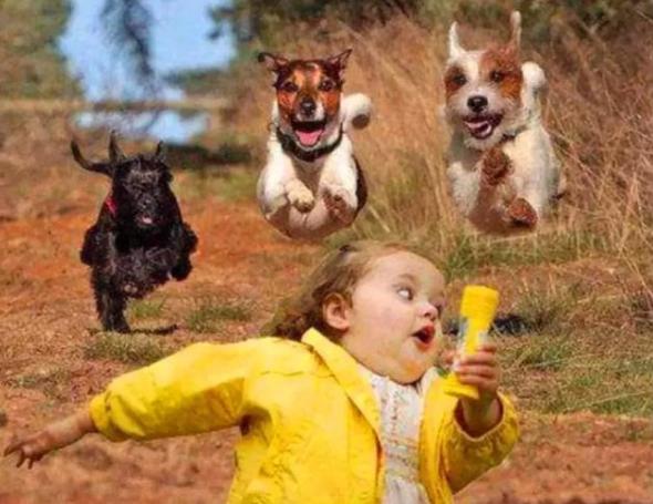 这5种狗狗不怕狼,这5种狗狗个个都是看家护院