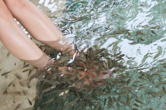 边吃饭边鱼疗,边吃饭边鱼疗完整版