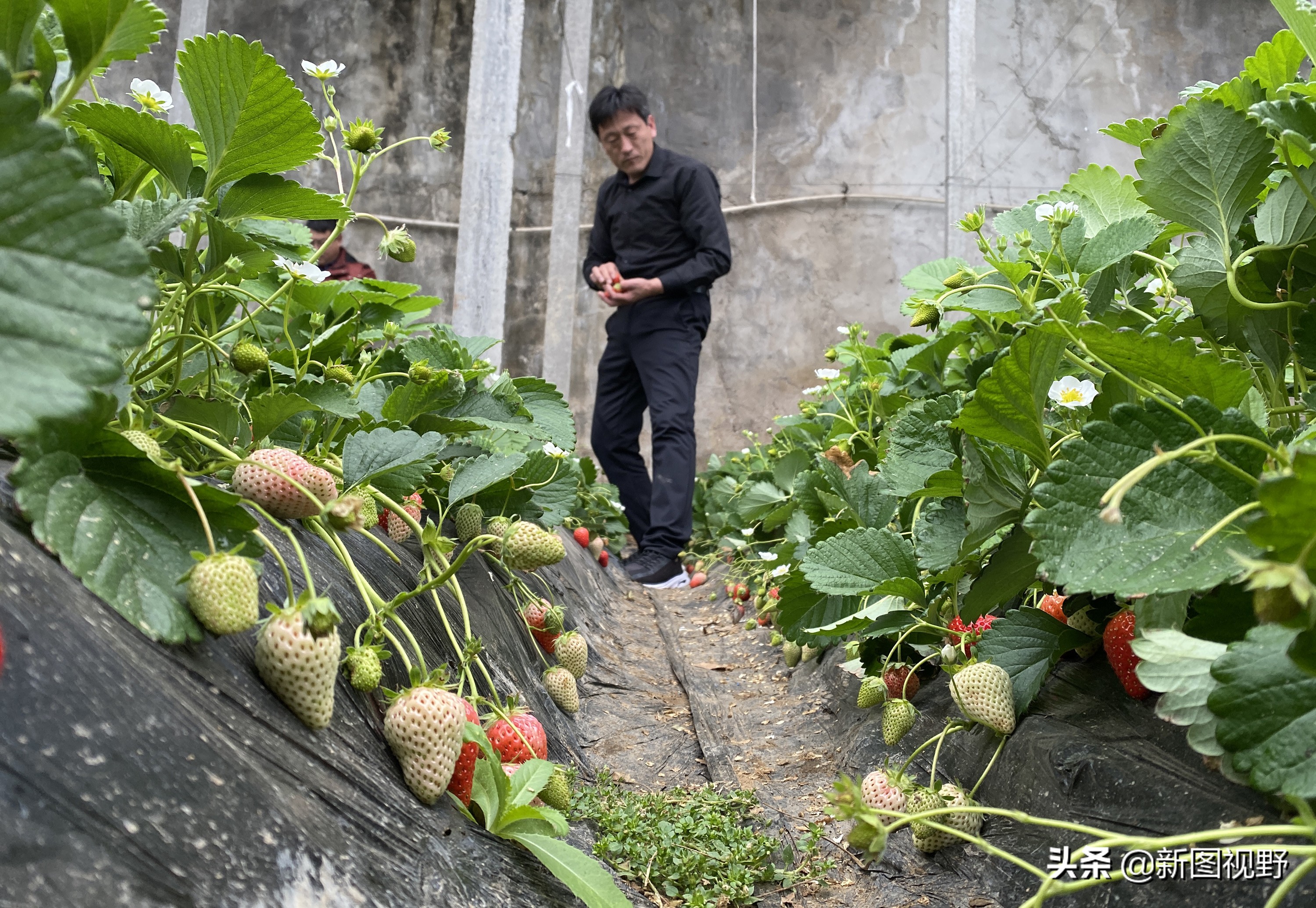 农村大哥种菜一年12万,农村大哥吃西瓜