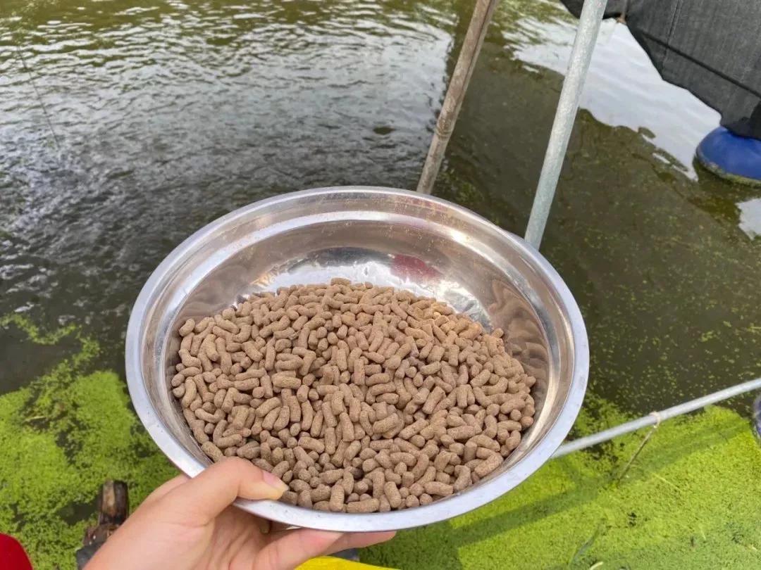 霉菌毒素是鱼类养殖中被忽视的威胁,危害巨大