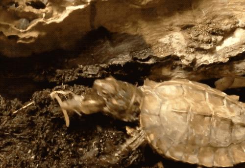 有一种龟为什么叫锯缘龟,锯缘龟八角灵龟