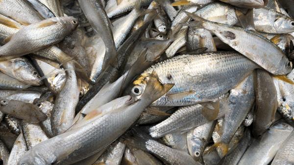 吴阳拉大网后续,吴阳直播海鲜