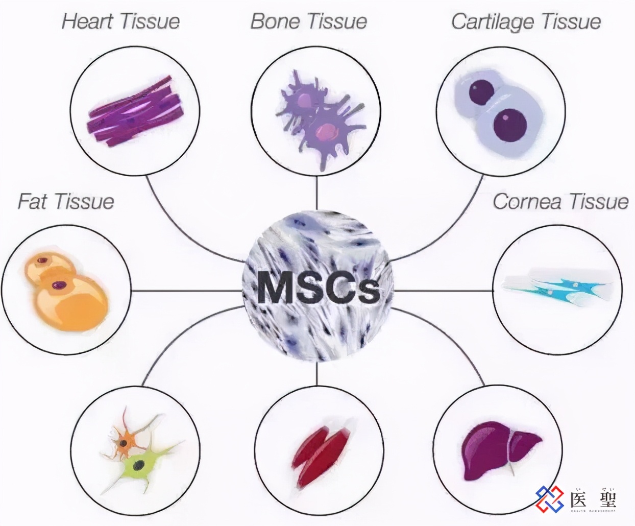 阿尔茨海默症细胞疗法,阿尔茨海默症干细胞可以治疗吗