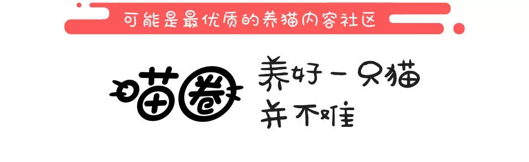 猫主子寝宫消毒，你不可不知的那些事