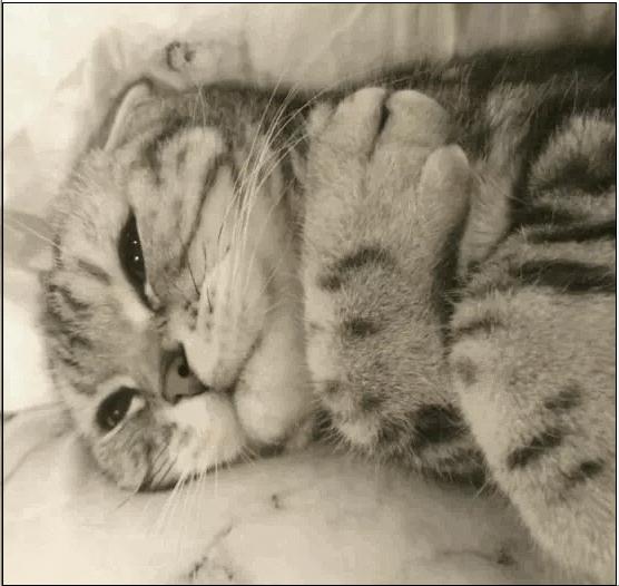 我差一点，让猫咪痛失乳头