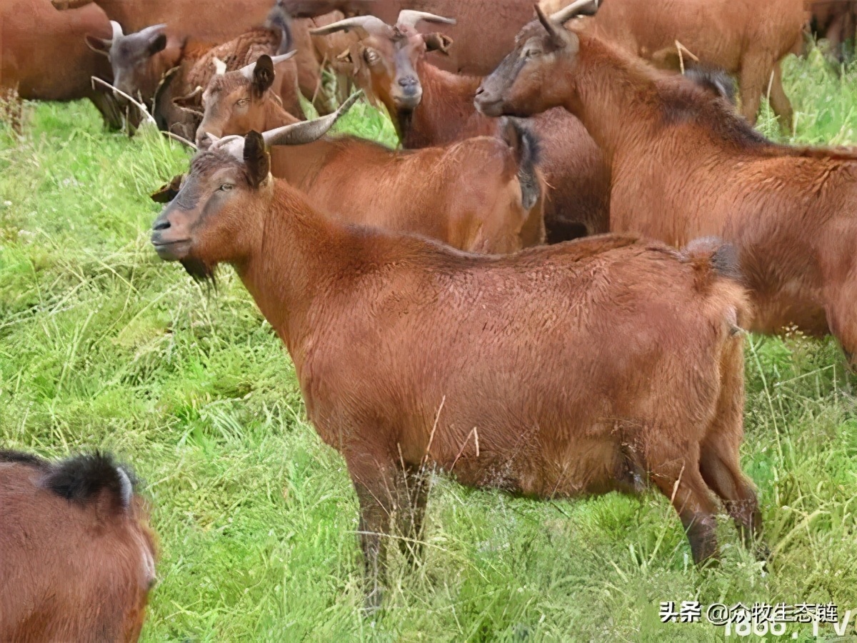 世界上最好的羊是哪个羊,世界最好的羊排名前十