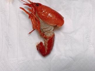 网红红黑榜,今年小龙虾排行榜