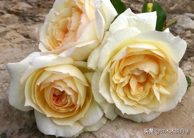 月季叶子枯萎怎么修剪,月季灰霉