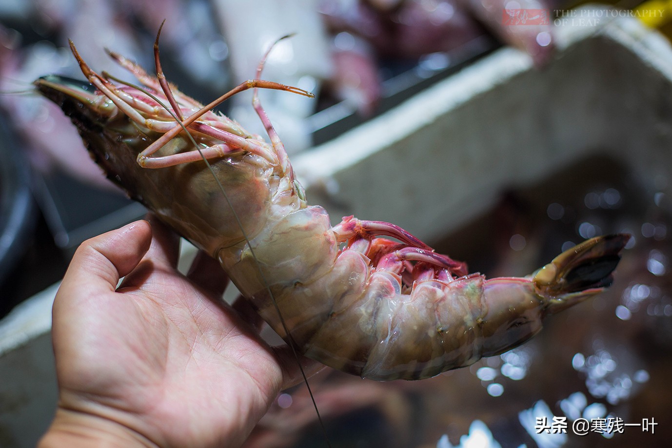 沙巴亚庇海鲜夜市,去马来西亚哪里海鲜最便宜