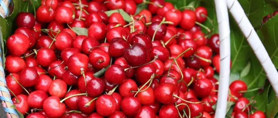 摘樱桃最近的地方西安,西安周边摘樱桃攻略