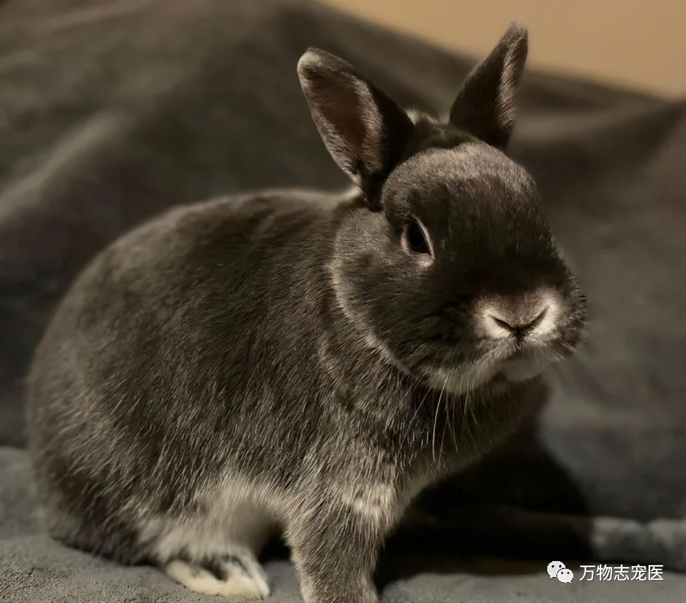 兔子有没有粉色,兔子有只眼睛看不见黑瞳都是白的