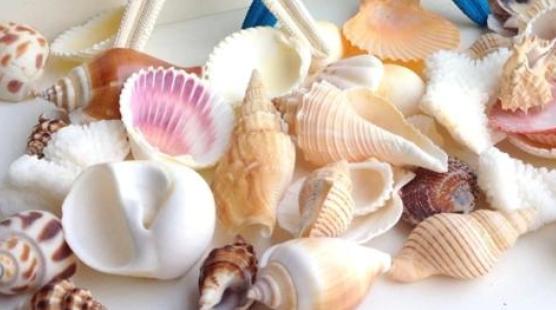 夏天耐热露天最好养的多肉,冬天夏天不用搬回室内养的多肉