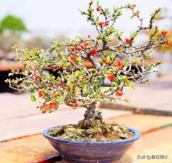 日本海棠的养殖方法,日本海棠花卉习性