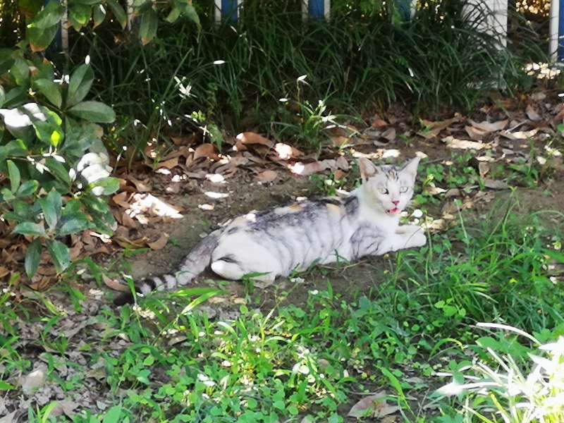 关河令周邦彦朗读,关河令词牌格律