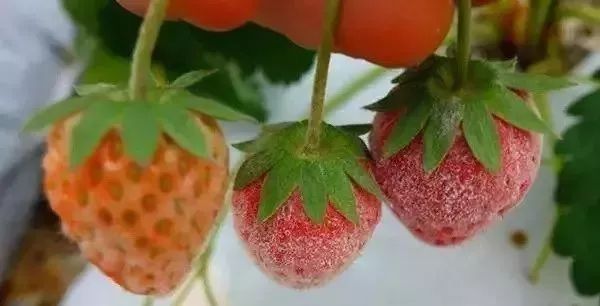 白化病的种类及图片,白化病常识图片大全