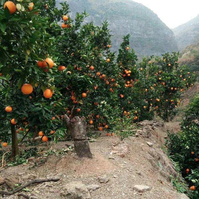 中国十大名橙雷波脐橙,识别雷波脐橙