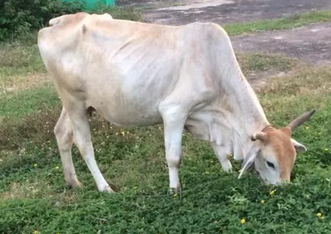 牛不吃料越来越瘦怎么办,牛不长肉还越来越瘦