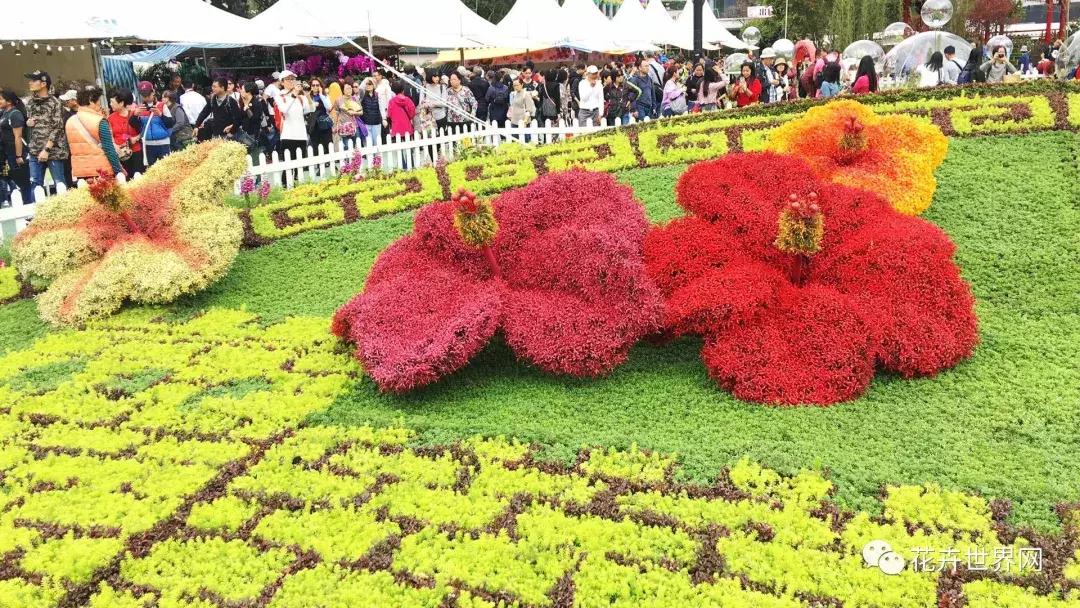 香港花卉艺术展,共赴盛会活动