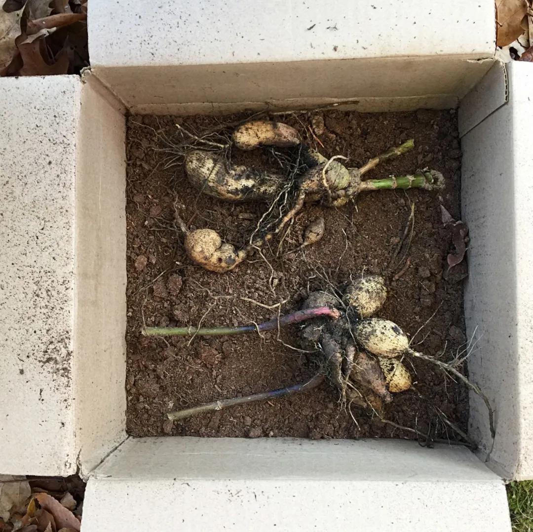 大丽花秋天要起球吗,大丽花怎样越长越好