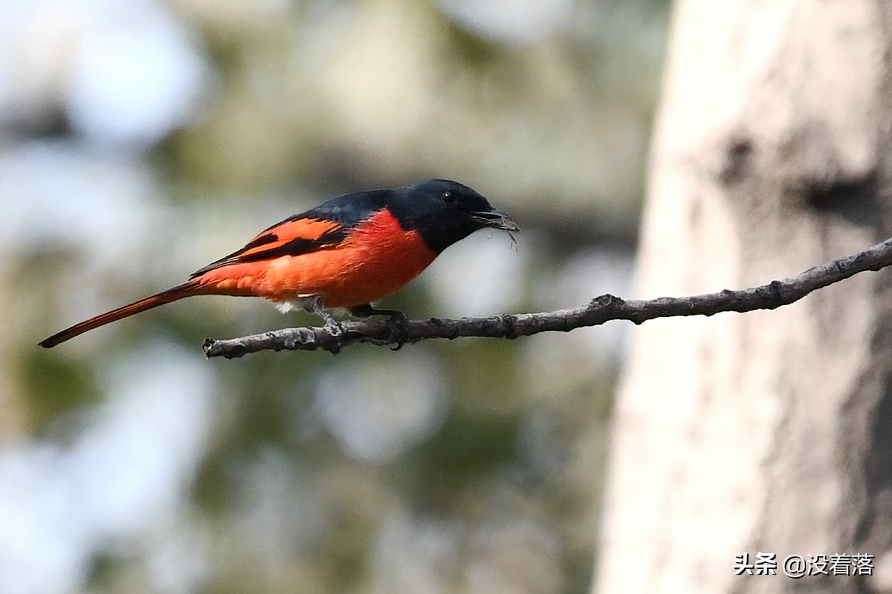 「10.13」北京沙河观鸟日记：收获长尾山椒鸟与中华攀雀