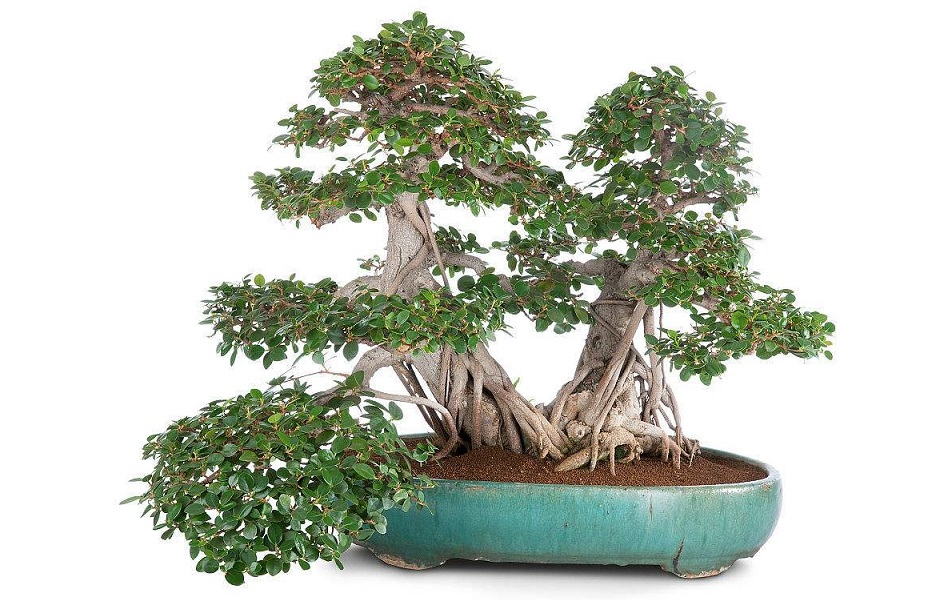 榕树盆景气根造型三法,榕树盆景造型的讲解