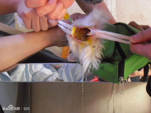 猫咪口腔溃疡最简单的治法,猫咪口炎口腔溃疡怎么治