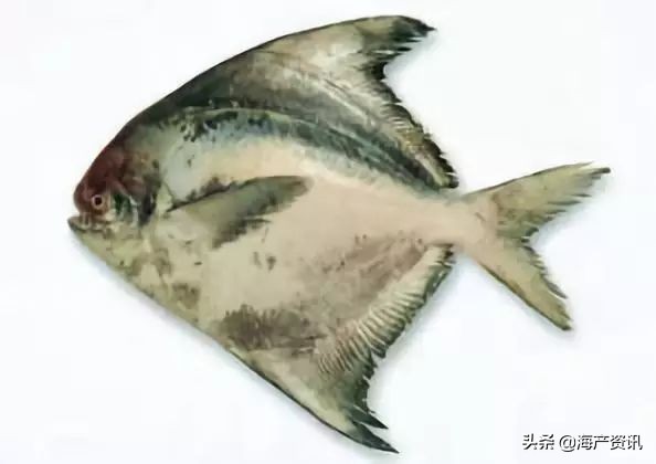 40种常见淡水鱼,45种常见海鱼名称