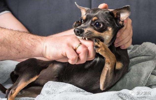 和狗狗玩拔河游戏狗狗总是咬手,狗狗玩的时候喜欢咬手怎么办