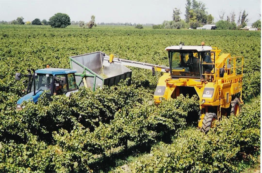 葡萄酒酿造过程需要多长时间,芒康葡萄酒酿造过程