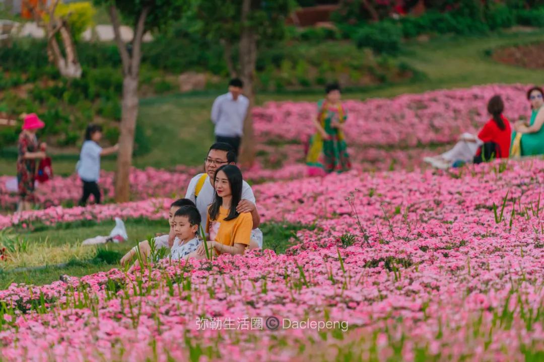 云南最美小镇图片,云南太平湖森林公园花海