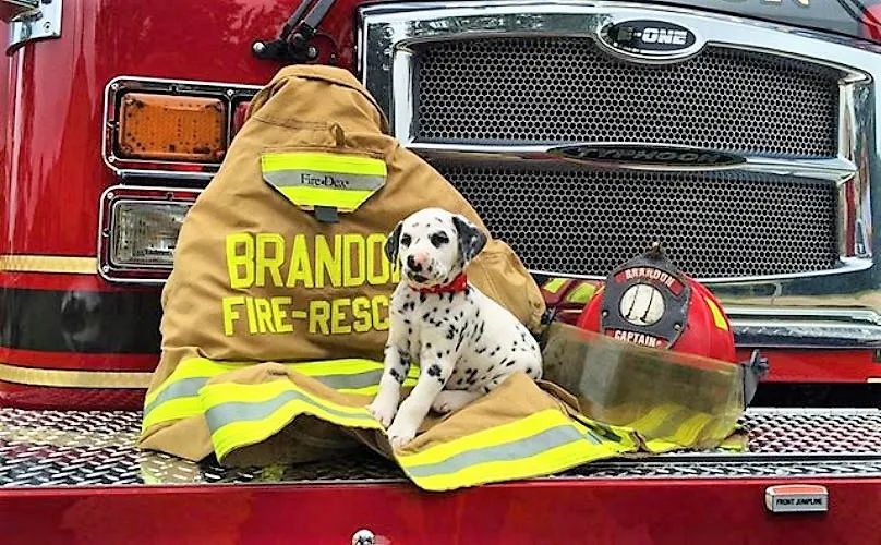 消防犬斑点狗技能,美国消防犬斑点狗