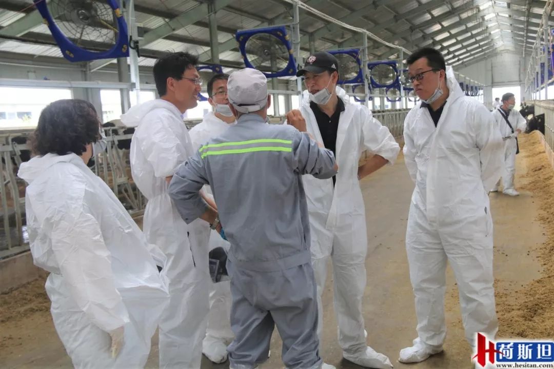 数字化奶牛养殖技术,大型奶牛场繁育新技术