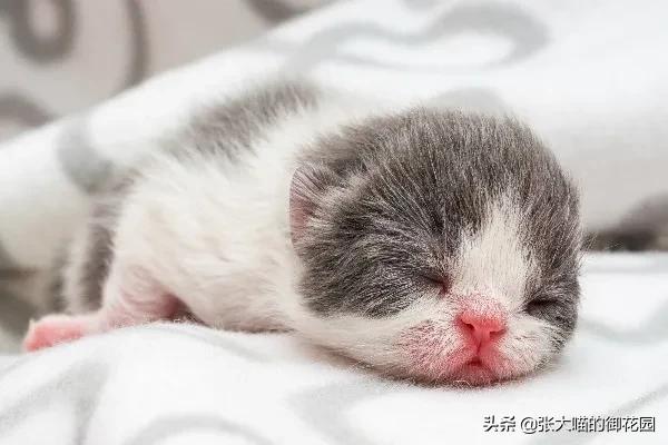 猫咪可以破坏纱窗么,猫咪总喜欢抓床垫