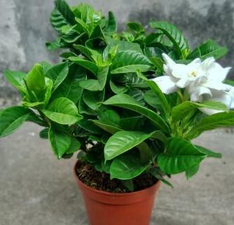 栀子花黄叶的原因及其处理方法,栀子花黄叶是什么原因如何处理