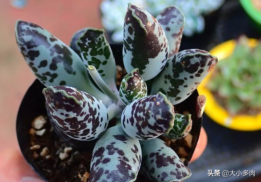 水泡海豹和粉海豹,水泡海豹种类大全大图