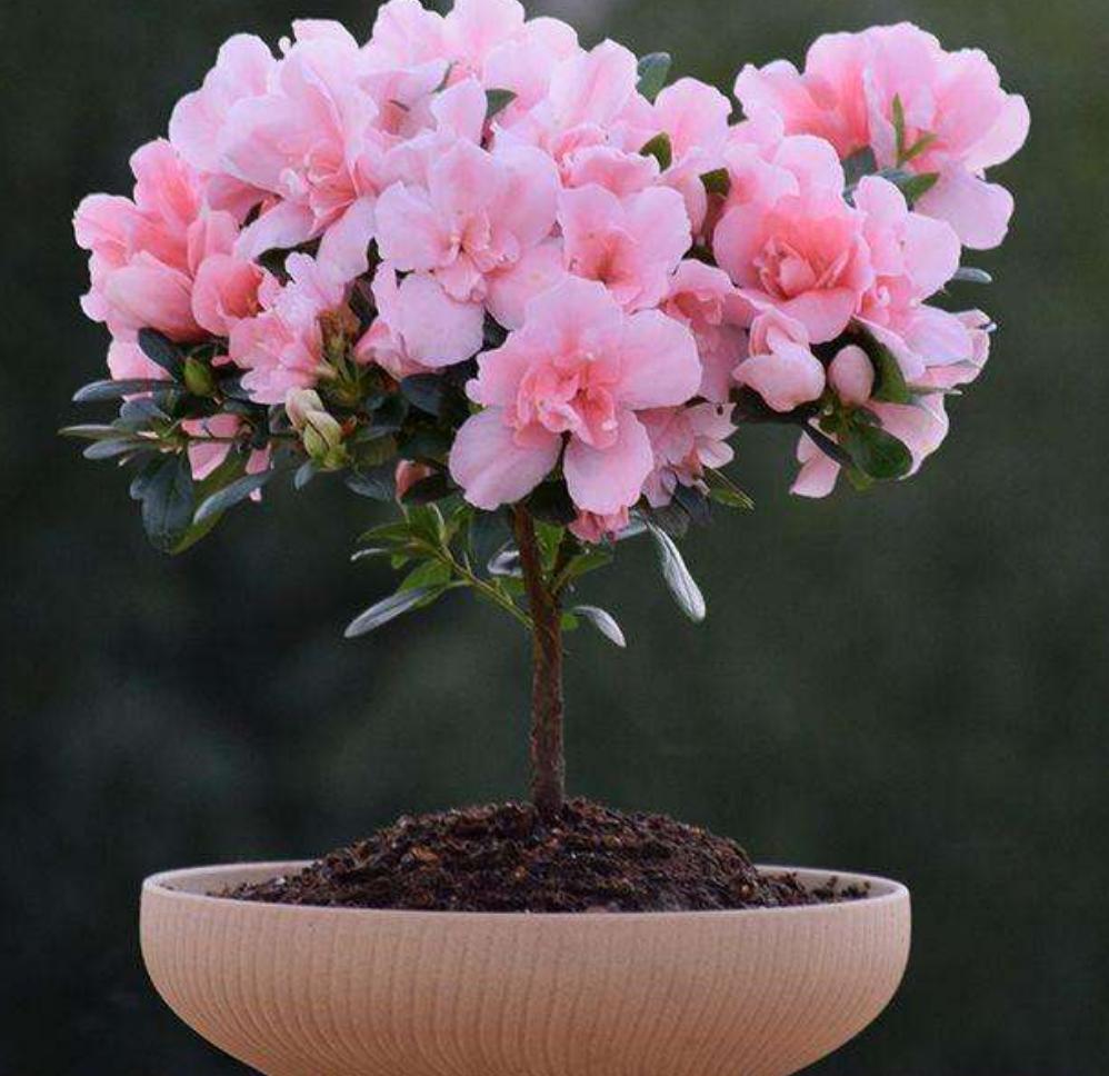 杜鹃花老是败,杜鹃花很容易枯萎