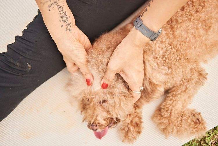 狗狗按摩方法：给狗狗来一套“马杀鸡”，让它更爱你