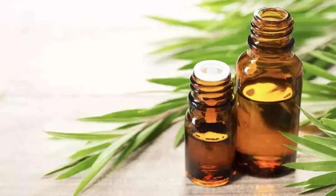 茶树精油的介绍,植物茶树精油