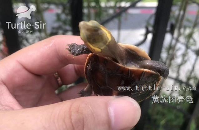 黄缘闭壳龟肠炎怎么办,黄缘闭壳龟肠胃