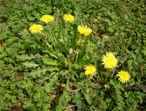 鸡传染性法氏囊病最好的药,临床上如何识别鸡传染性法氏囊病