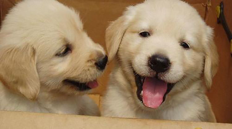 拉布拉多幼犬怎么养要注意什么,饲养拉布拉多幼犬的养护知识大全