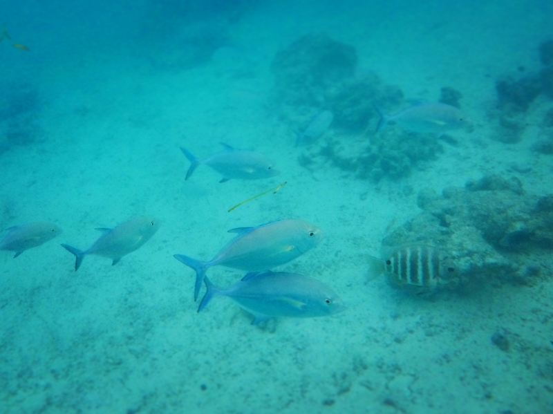 食遇S小姐|最走心的塞班攻略（附海量美图）
