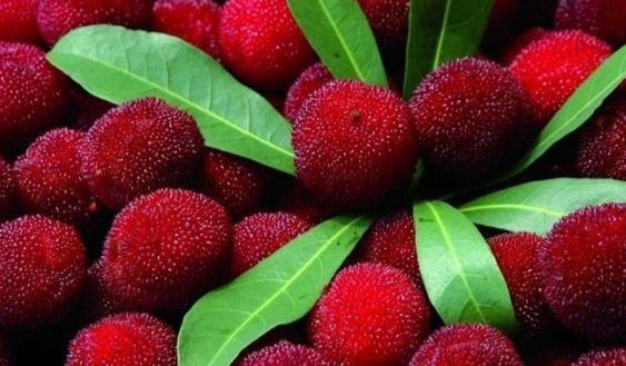 哪八种水果不宜多吃含有寄生虫,水果上的寄生虫对人体有害吗