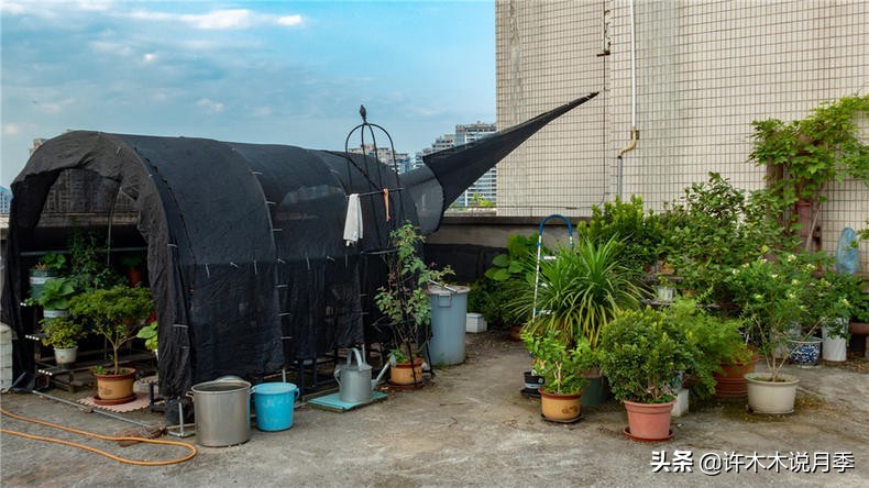 养月季不能忽视的10个问题，新手扫盲教程，快速入门月季养护