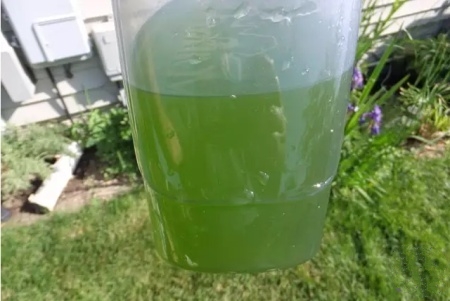 怎么养绿水最简单,怎样用绿水养苗