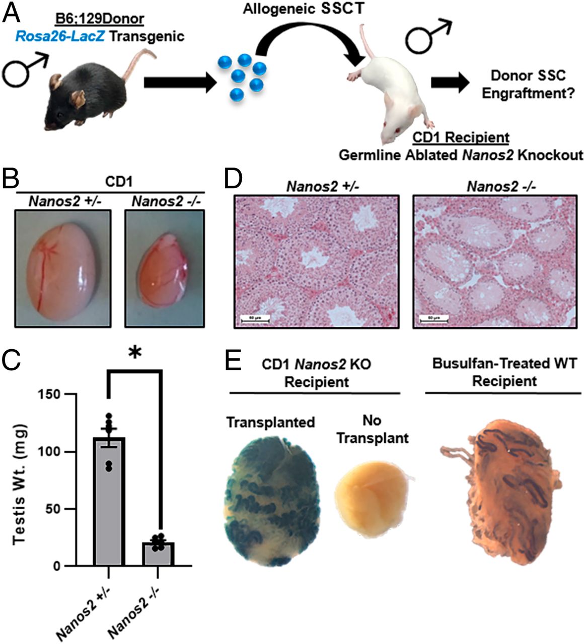 国外研发男性避孕新技术,新发明男性避孕方法