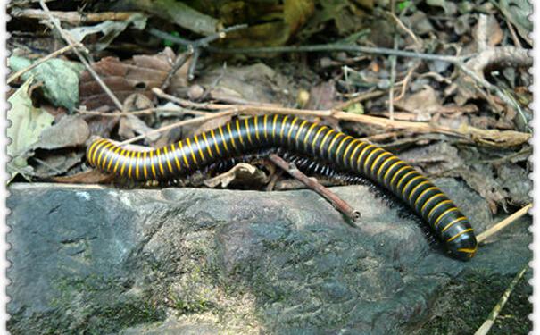 辟谣：非洲迷你刺猬咬人涂刺后就算接纳这个人？小心被白咬