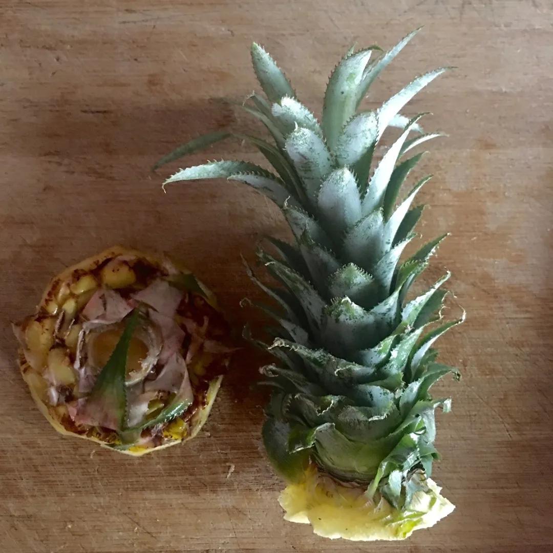 芒果核种芒果的过程,菠萝芒果核种植视频